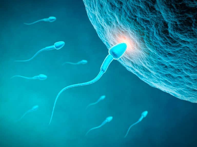 FertilMax, la meilleure solution pour améliorer la fertilité