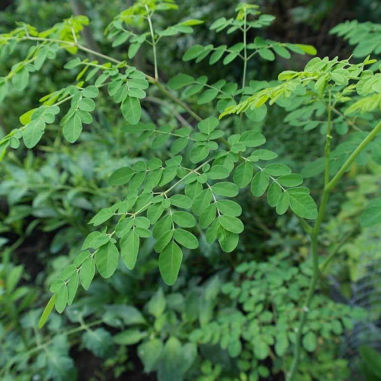 Les pouvoirs nutritifs des feuilles de Moringa Oleifera